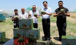 吃瓜小分队娱乐圈8,吃瓜小分队揭秘幕后真相